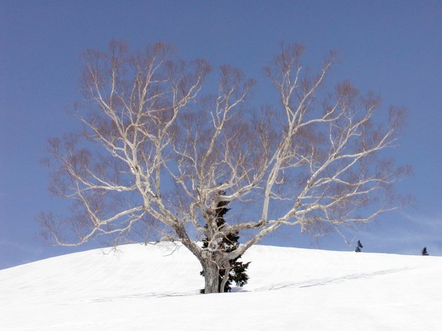 D:\kd2\html\mount_040923\ski\050410ooto\P4100096.jpg
